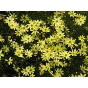 Classy Groundcovers, Coreopsis 'Moonbeam', Tickseed, Thread Leaved Coreopsis, Threadleaf Coreopsis (25 Pots, 3 1/2 inch square)