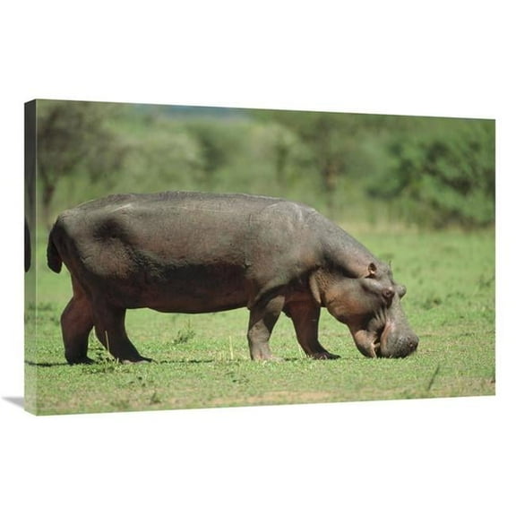 24 x 36 in. Hippopotamus Grazing on Grass, Africa Art Print - Konrad Wothe