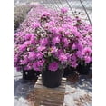 thumbnail image 5 of PJM Elite Rhododendron, 5 of 5