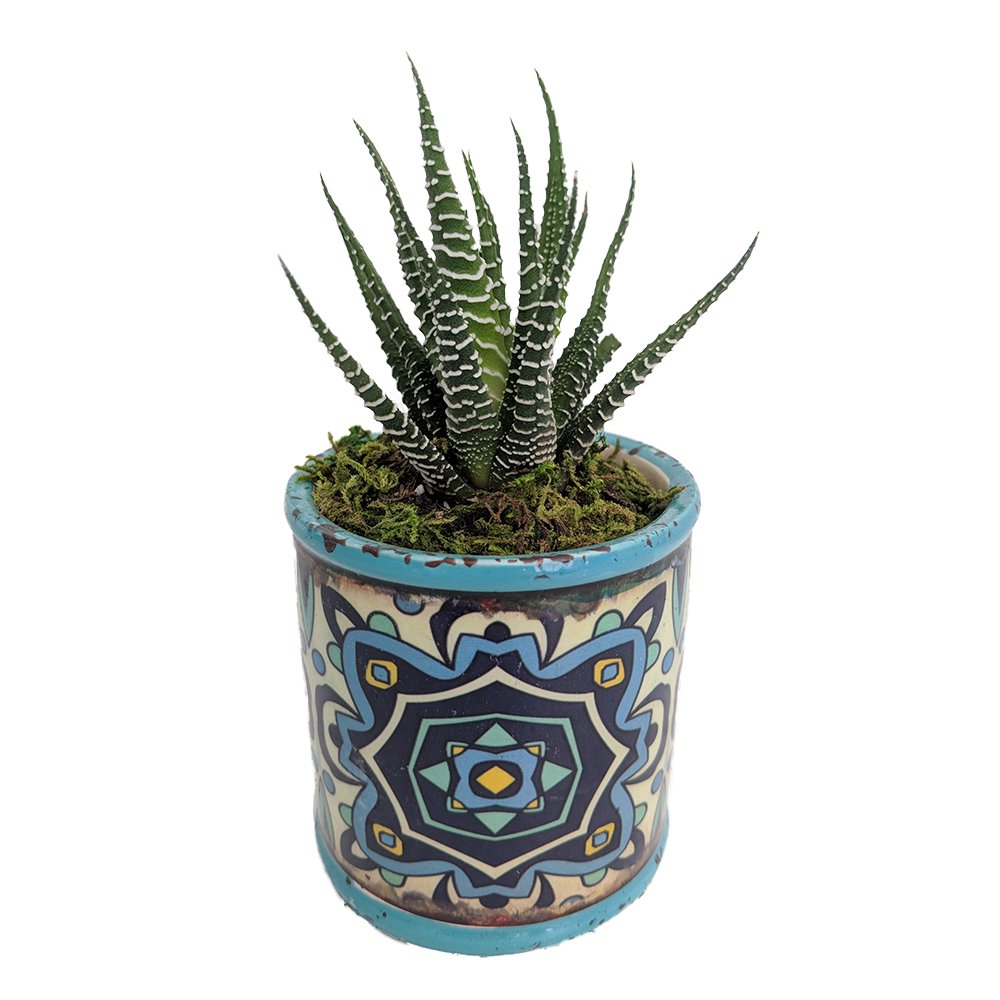Eclectic Rosette Planter + Live Succulent Plant Blue
