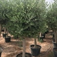 thumbnail image 5 of RedCrocus Patio Olive Tree Assorted|Evergreen Mediterranean Plant|Container & Garden|Full Sun|Pollinator Friendly|Pet Warning 8" Pot, 5 of 12