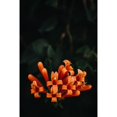 thumbnail image 3 of Mossholder, Tim 11x14 Black Modern Framed Museum Art Print Titled - Orange Flowers, 3 of 5