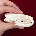 thumbnail image 3 of CLLOEAT de taxidermia con calavera de animal real, visón y gato, para educación, 3 of 6