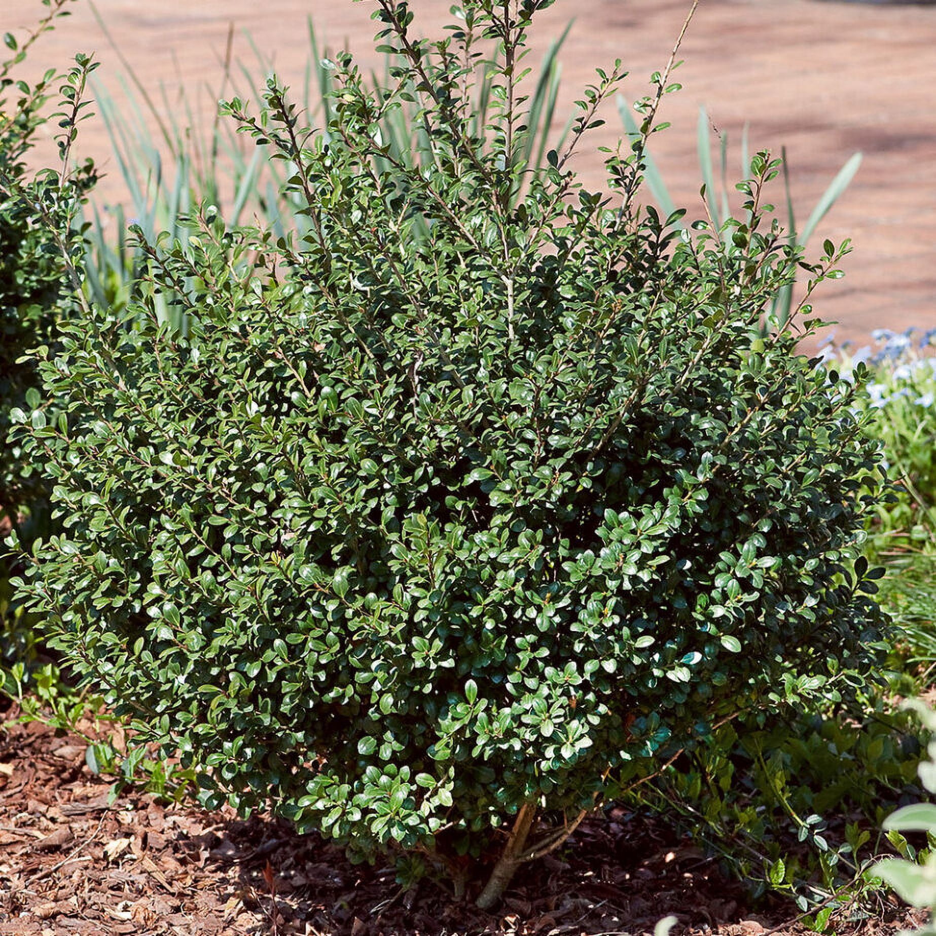 Expert Gardener Steeds Japanese Holly (2.5 Quart) Upright Evergreen Shrub