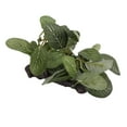 thumbnail image 2 of Aquarium Artificial Plant, Small  Rinse  Safe Underwater Plant Decoration Simulation  For Fish Tank Sunken Wood Oval Leaf, 2 of 8