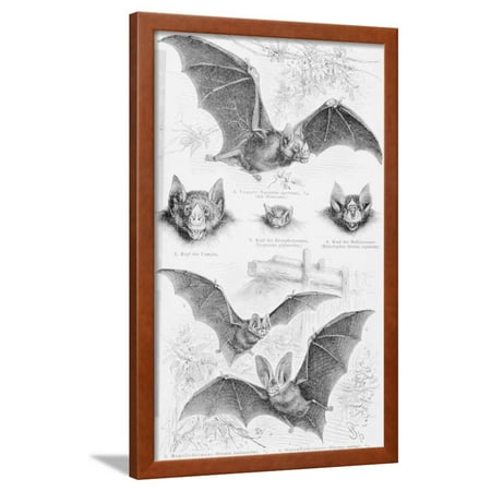 Iration Of Six Types Bats Framed Print Wall Art