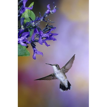 Ruby-Throated Hummingbird on Black and Blue Salvia, Illinois Print Wall Art By Richard and Susan