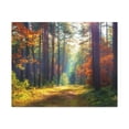 thumbnail image 4 of Autumn Forest Sunlight Shine Orange Tree Nature Wilderness Photography Canvas Wall Art for Home Decor Ready-to-Hang, 4 of 18