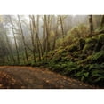 thumbnail image 3 of Head, Danny 14x11 Black Modern Framed Museum Art Print Titled - Rain Forest, 3 of 5