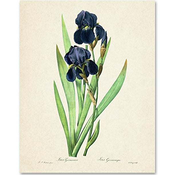 Iris Germanica Botanical Art Print - 11x14 Unframed Art Print - Great ...
