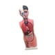 thumbnail image 3 of Modelo de Cuerpo Humano perfke Educativo con Base 67 cm, 3 of 9