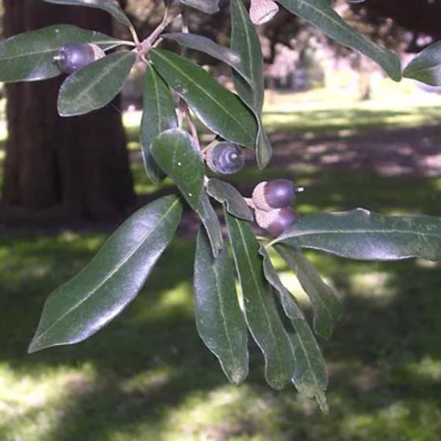 Expert Gardener 3-4 ft. tall Live Oak Live Tree in 7- Gallon Grower Pot
