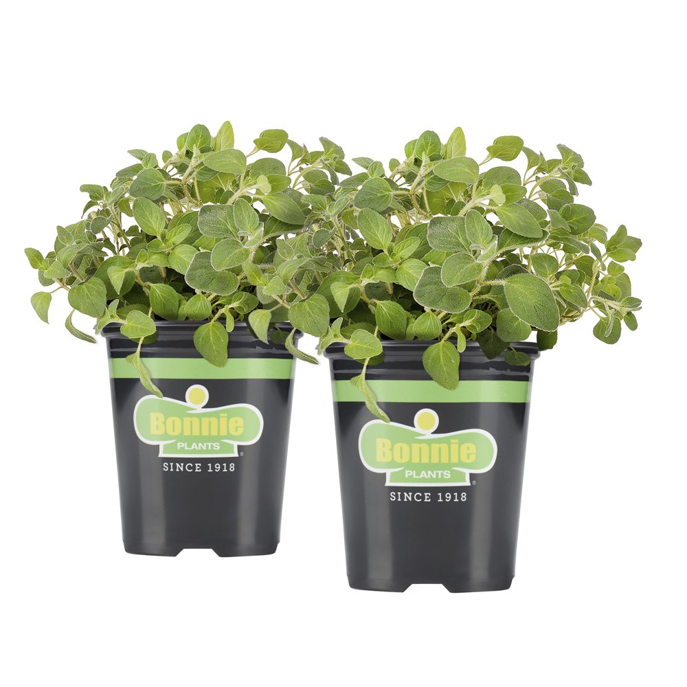Bonnie Plants Italian Oregano 19.3 oz. 2pack Walmart