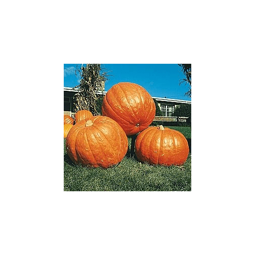 Pumpkin Big MAX Great Heirloom Vegetable by Seed Kingdom (1/4 Lb Seeds)