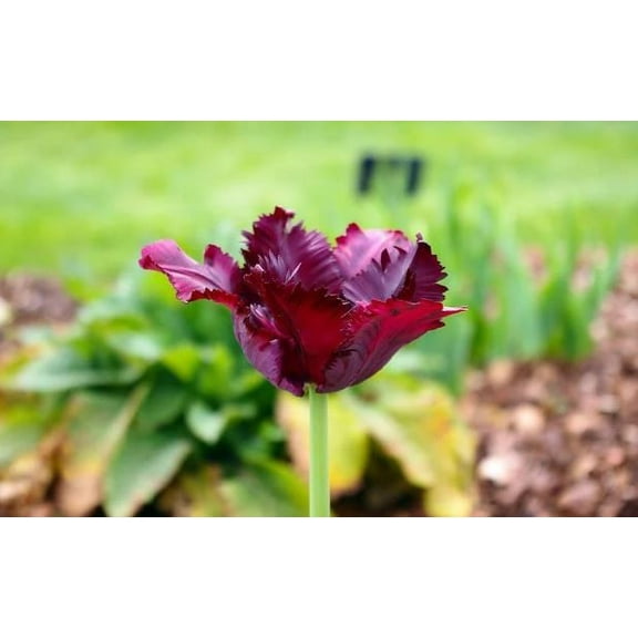 20 Black Parrot Tulip Bulbs - Tulipa Parrot