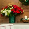thumbnail image 4 of Expert Gardener 1.5gal Red White Poinsettia Live Holiday Plant Decorative Pot Indirect Sun, 4 of 7