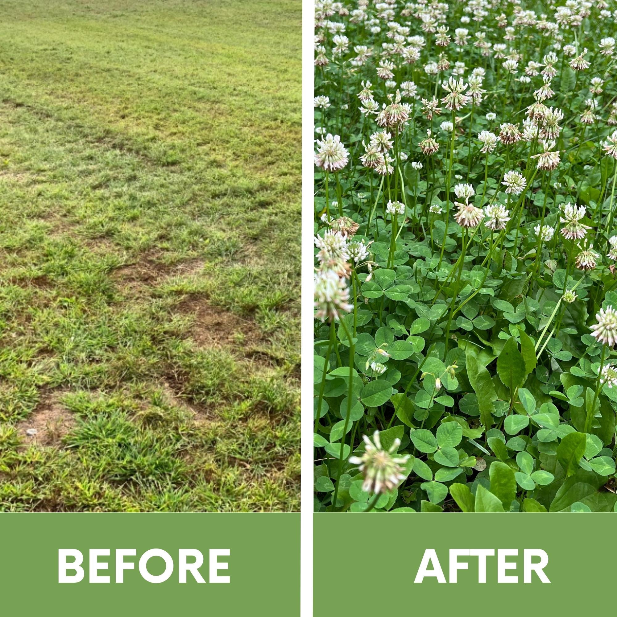 Flawn Seed Kits 1000 Sqft Dutch White Clover Plant Seeds, Low Maintenance Flowering Lawn