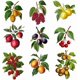 thumbnail image 3 of Pegatinas de pared de frutas vintage, 9 estilos, vinilos decorativos rústicos de vinilo para decorar., 3 of 9