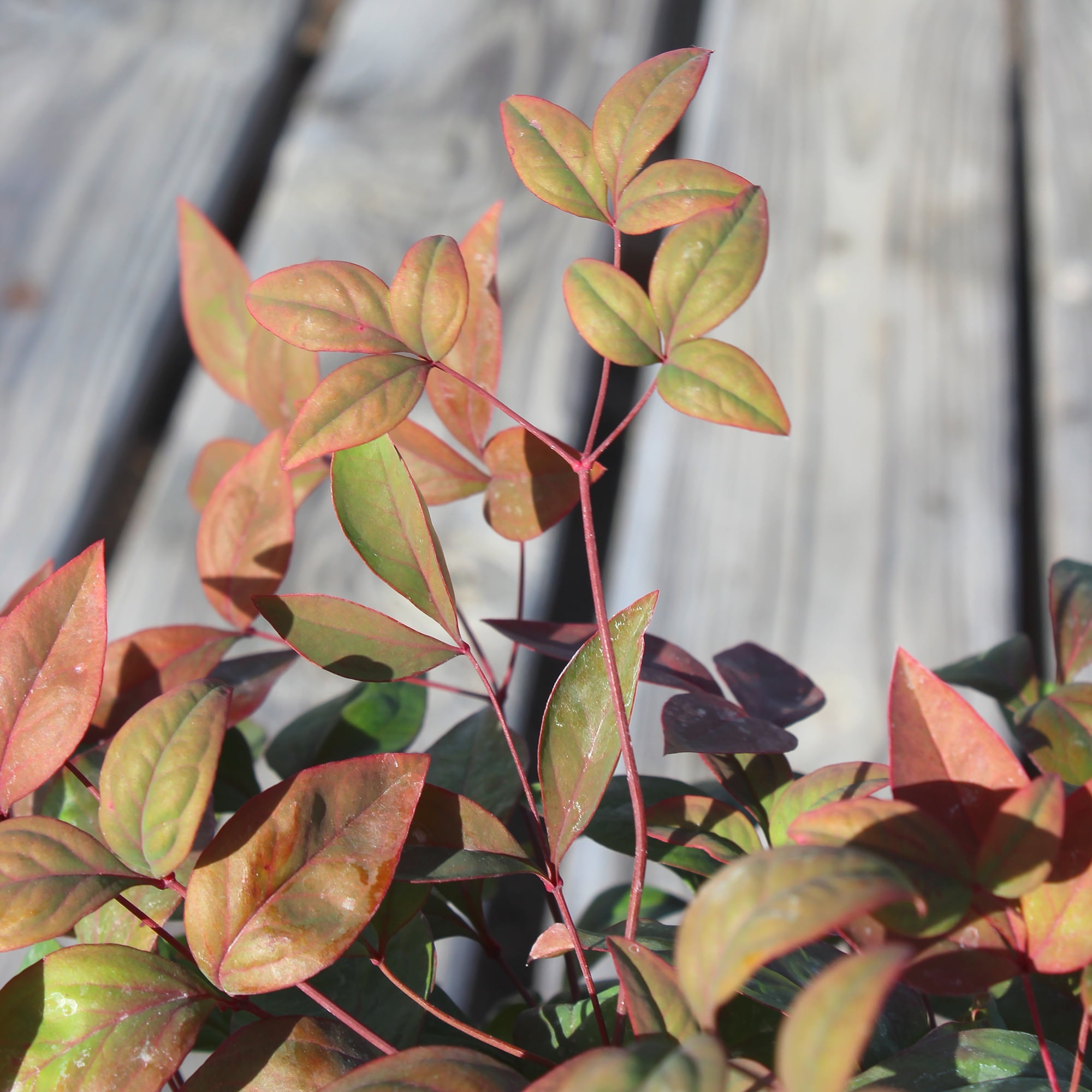Expert Gardener 2.25G Nandina Domestica Nana Live Plant Full Sun
