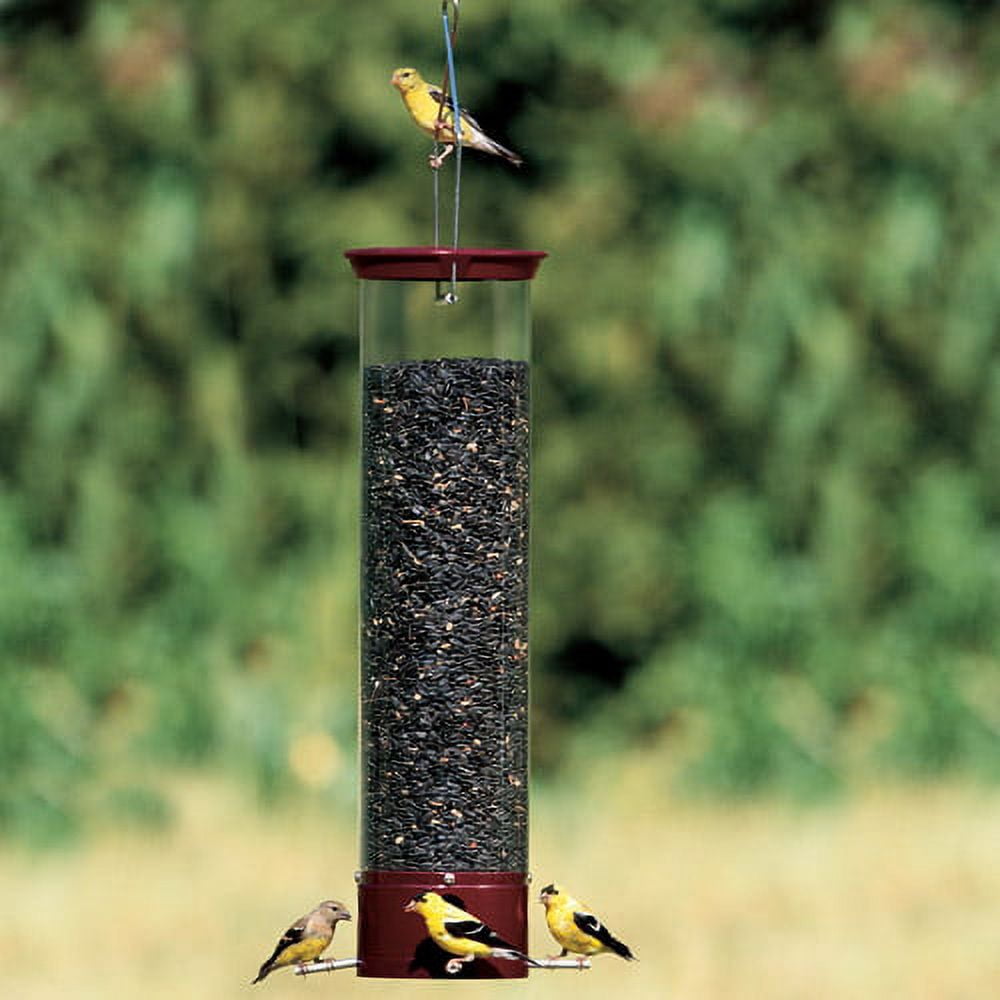 Droll Yankees Dipper Wild Bird 5 lb. Polycarbonate Tube Bird Feeder 4 ports