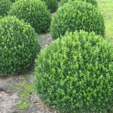 Compacta Holly Live Plant 12-18" in Height in a #3 Container