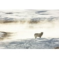 thumbnail image 2 of Frank, Jacob W. 18x13 White Modern Wood Framed Museum Art Print Titled - Wolf of the Wapiti Lake Pack, Yellowstone National Park, 2 of 4