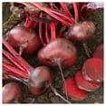 thumbnail image 4 of Everwilde Farms - 200 Crosby's Egyptian Beet Seeds - Gold Vault Jumbo Bulk Seed Packet, 4 of 5