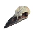 thumbnail image 4 of Baoblaze Halloween Raven Skull Decor Gothic Necklace Decor for Tabletop Party Holiday 60mmx28mmx22.5mm, 4 of 8