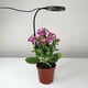 thumbnail image 3 of Ground-plugged Plant Light Timable Dimmable Angel Ring Full Spectrum Imitation Sunlight Succulent Pot Grow Light Fill Lights, 3 of 5