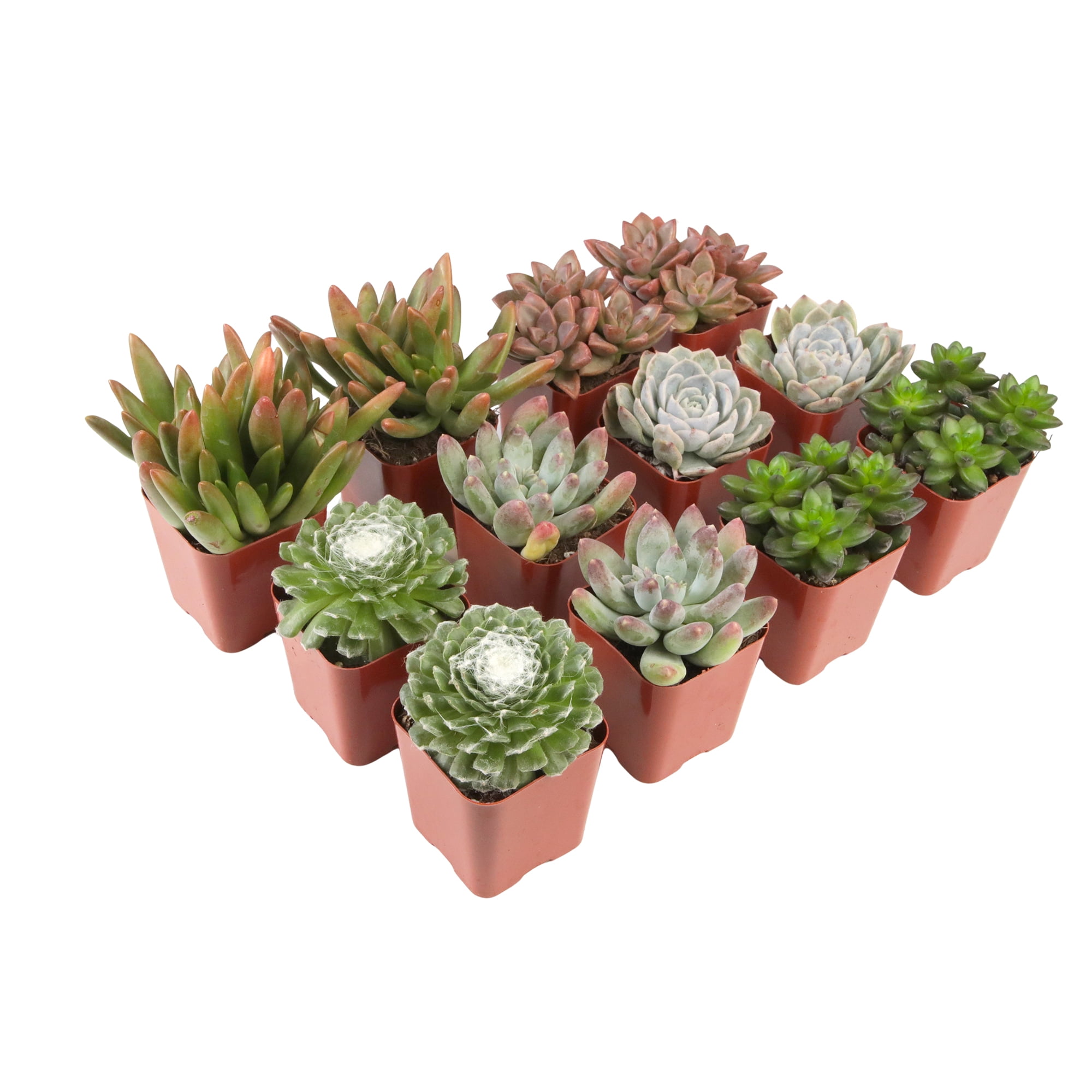 Element by Altman Plants 2" Multi-color Succulent Live Plants (12 Pack)