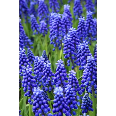 Pretty Flower Bed - LAMINATED POSTER Flower Bed Bloom Colorful Blue Flowers Blossom Poster Print 24 x 36