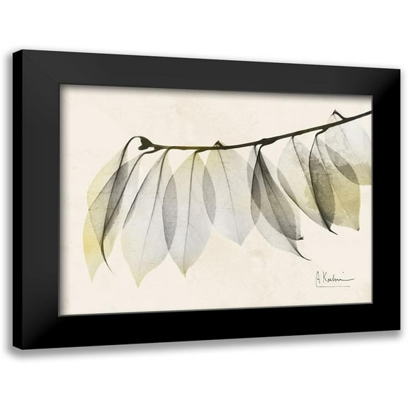 Koetsier, Albert 14x12 Black Modern Framed Museum Art Print Titled - Sunkissed Camelia Leaf