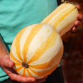 thumbnail image 6 of TomorrowSeeds - Orange Striped Cushaw Seeds - 20+ Count - For 2026 Planting Southern Kershaw Pumpkin, 6 of 9