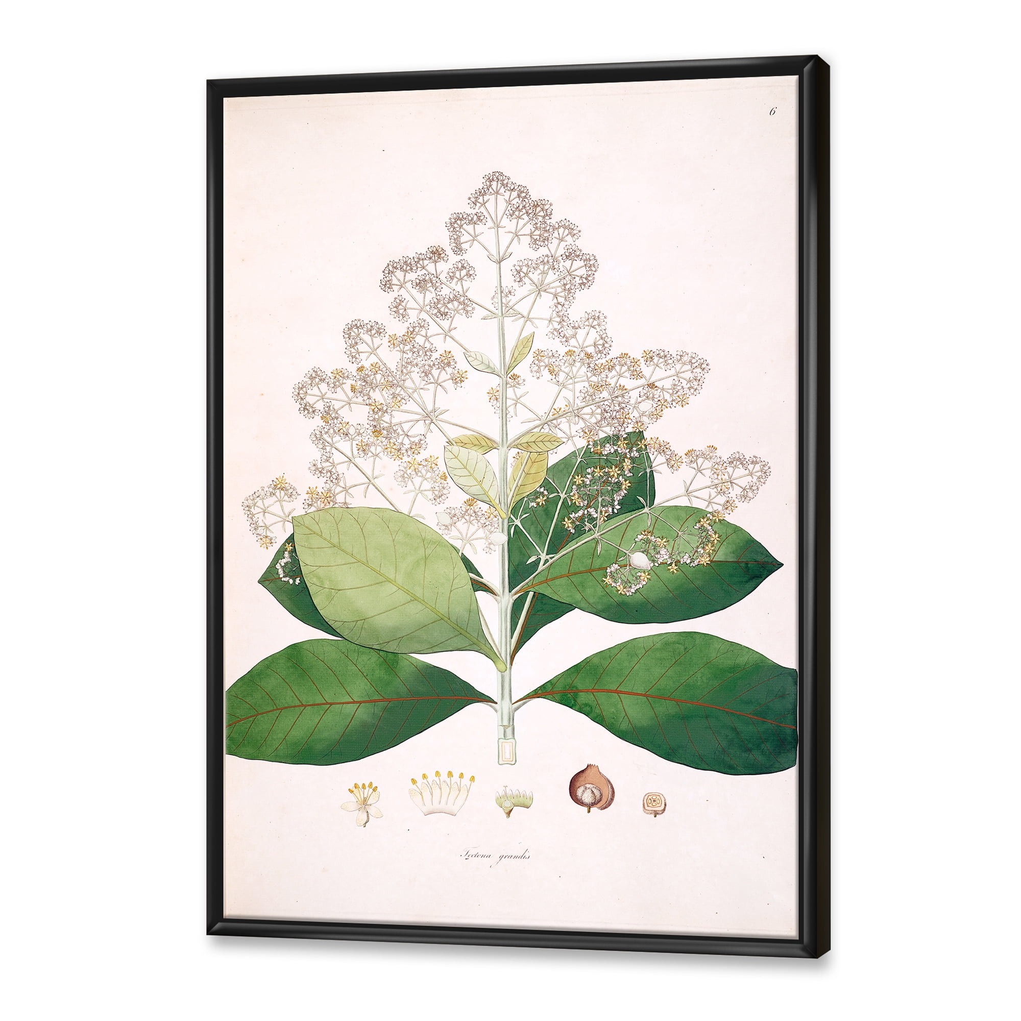 Designart 'Ancient London Plants III' Farmhouse Framed Canvas Wall Art Print