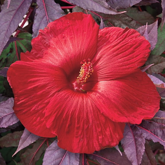 Midnight Marvel Perennial Hibiscus Dormant Bare Root Starter Perennial Plant, 1-Pack