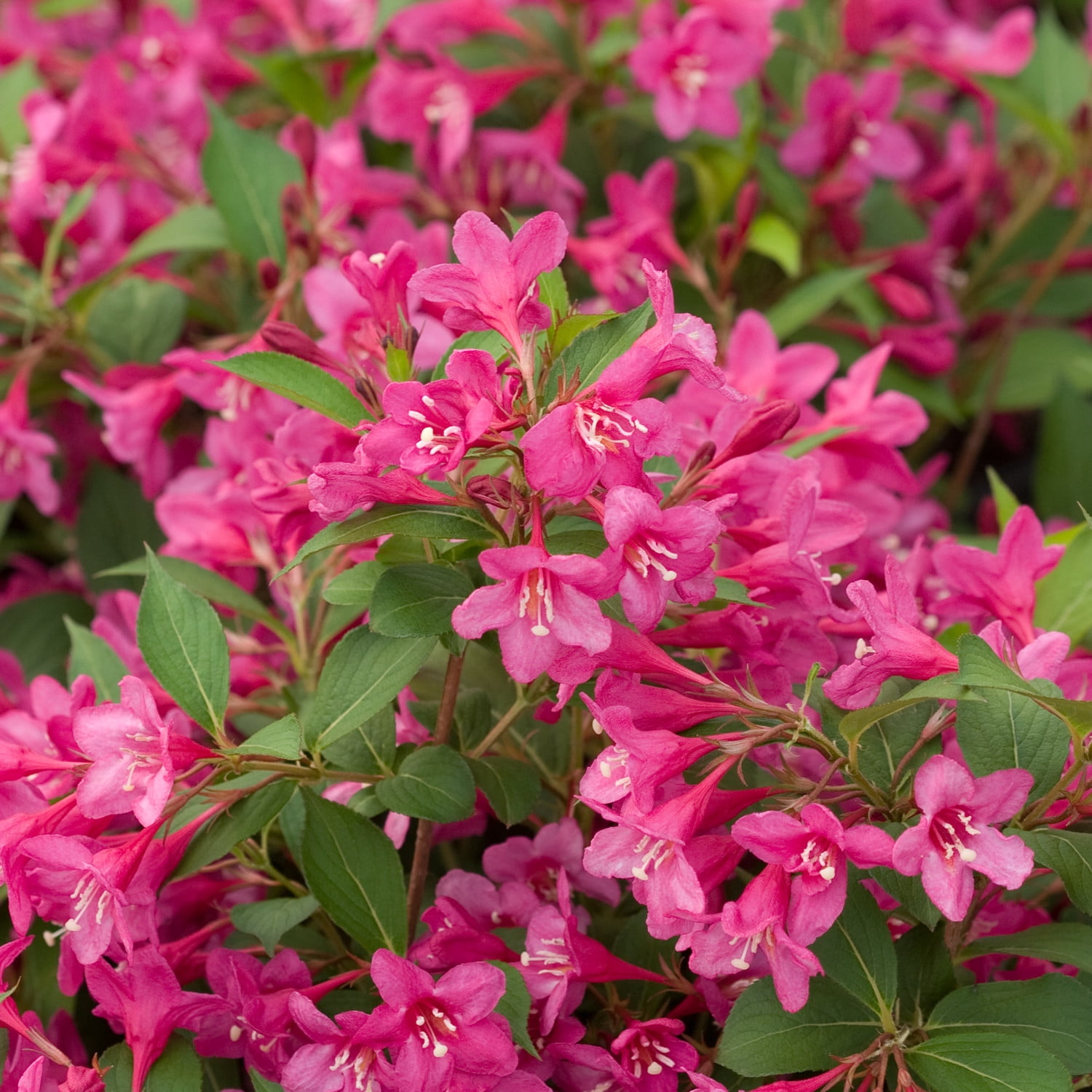 Proven Winners ColorChoice 6" Sonic Bloom Pink Reblooming Weigela Live Plant in 7.5" Pot