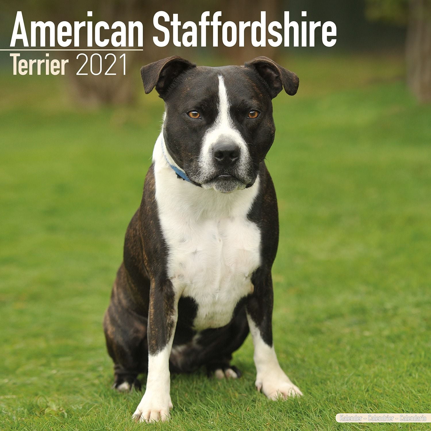 american-staffordshire-terrier-calendar-2021-american-staffordshire