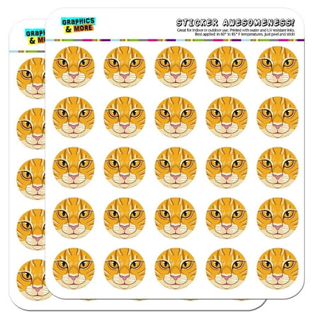 - Orange Tabby Cat Face Pet Kitty 1