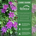 thumbnail image 3 of Clematis Fireworks - 2 Live Starter Plants in 2 Inch Growers Pots - Beautiful Deep Pink and Purple Flowering Vine, 3 of 7