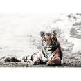 thumbnail image 3 of Rajput, Jagdeep 14x11 Black Modern Framed Museum Art Print Titled - Jungle Bengal, 3 of 5