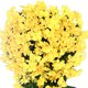 thumbnail image 1 of Flor violeta artificial reutilizable para colgar en la pared, decoración de ramo violeta (amarillo), 1 of 8