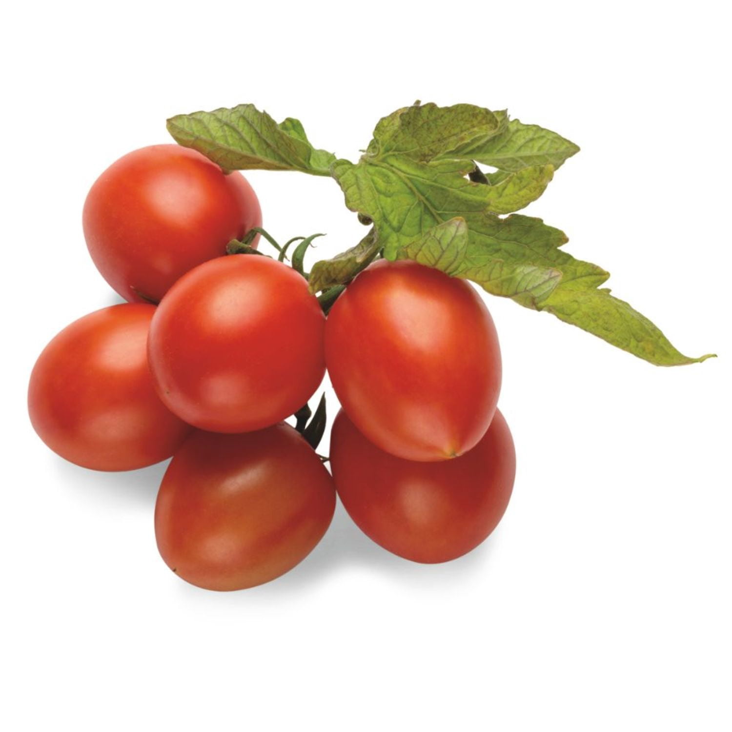Proven Winners 4" Tempting Tomatoes Garden Gem Snack Tomato Live Plant in 4.25" Pot (4 Count)