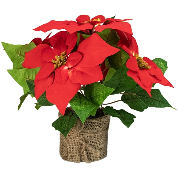 Poinsettia Plants