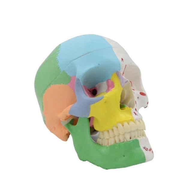 Human Skull Model Specimen Life Size Replica Details For Medical Learning
