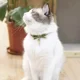 thumbnail image 5 of Petsokoo Cute Bowtie Collar De Gato Con Campana. Estilo J..., 5 of 6