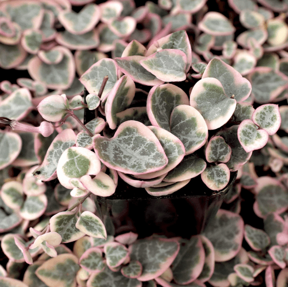 Variegated String of Hearts Plant Live for Planting, Trailing Hanging Succulent Plant for Indoor Outdoor in 4 Inch Pot