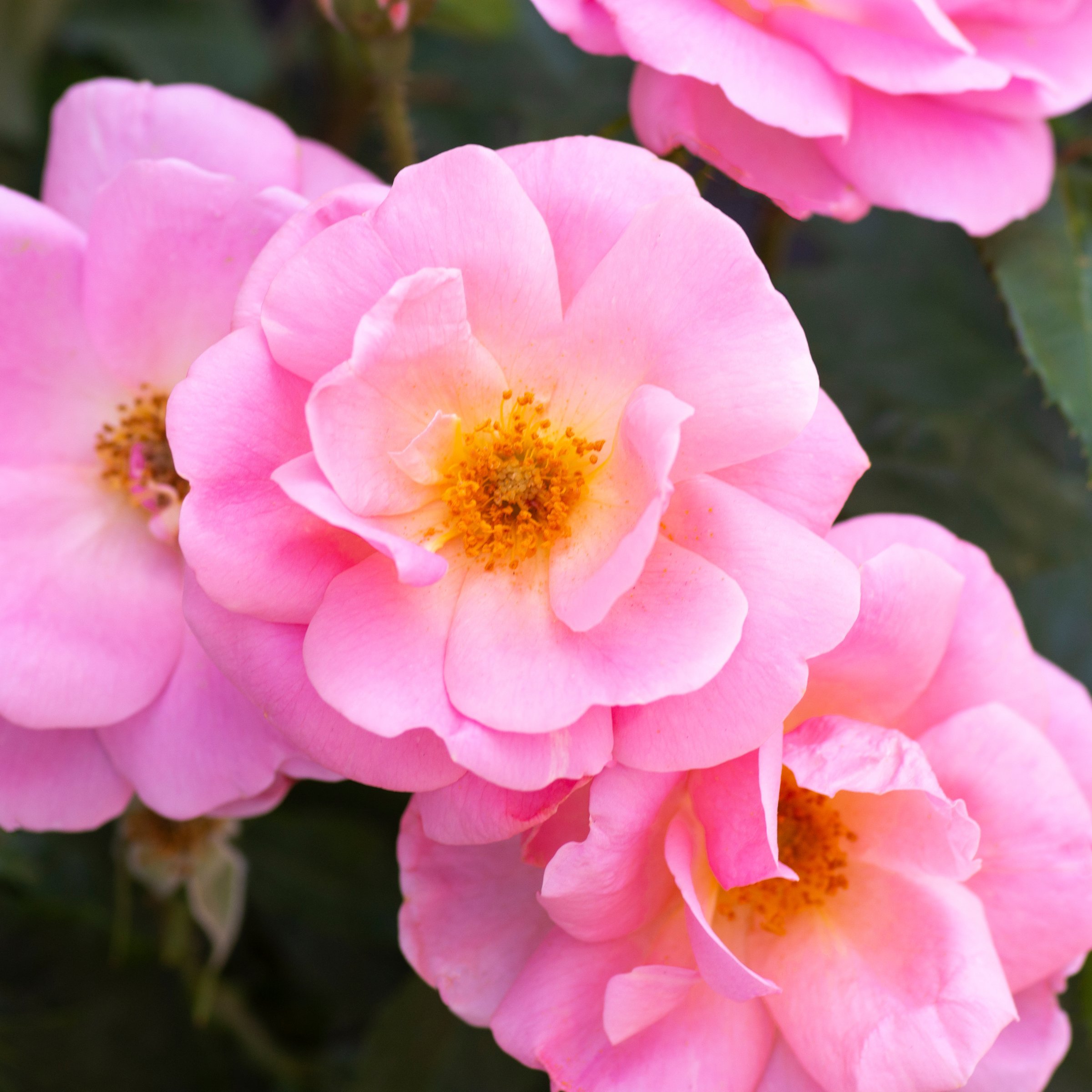 National Plant Network 1 gal. Rose Knockout Peachy
