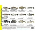 thumbnail image 4 of South Saltwater Fish Identification Card Set of 3 Waterproof Cards Showing 60 Common Fish and 17 in True-to-Life Photographs with SCDNR Rules, 4 of 6