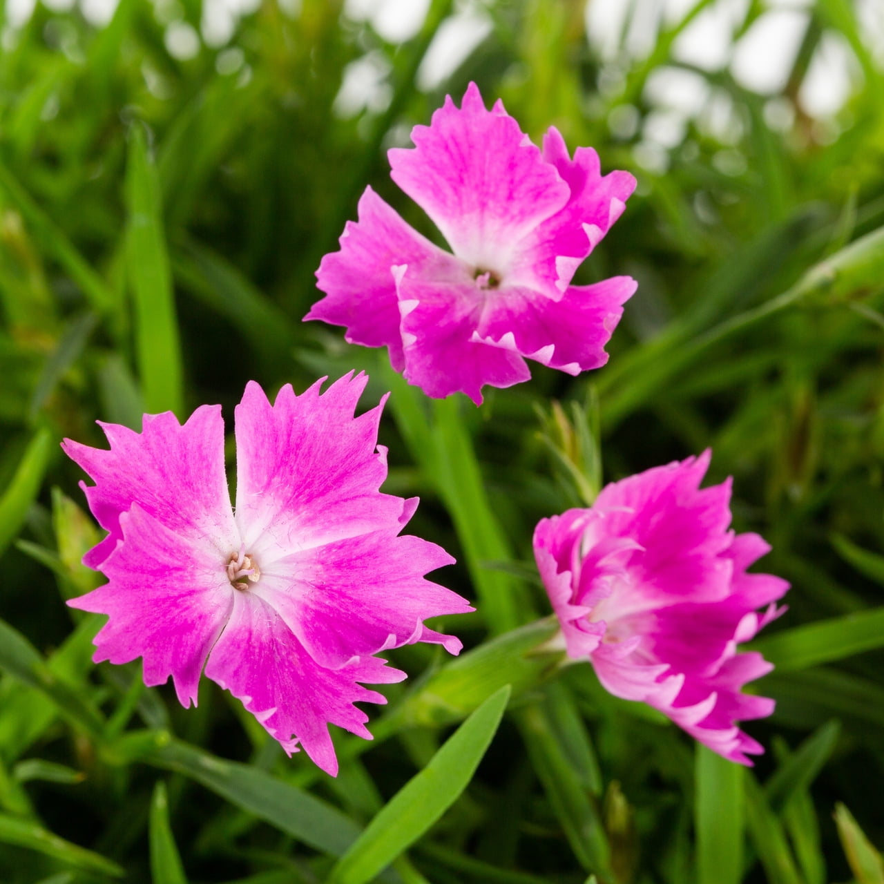 Expert Gardener 1.5PT Pink Dianthus Live Perennial Plant, Full Sun, 5-Pack