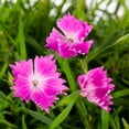 thumbnail image 3 of Expert Gardener 1.5PT Pink Dianthus Live Perennial Plant Sun 5-Pack, 3 of 5